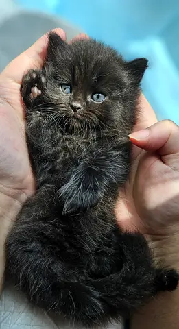 Persian dark brown mix male kitten