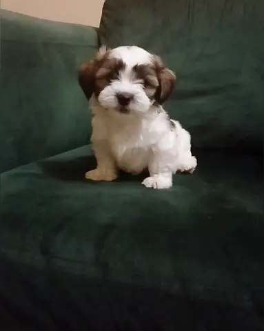 Shih tzu puppy