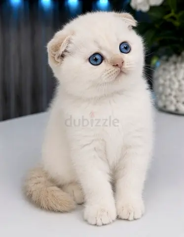 Ketten Scotland pure blue point Scottish triple Fold
