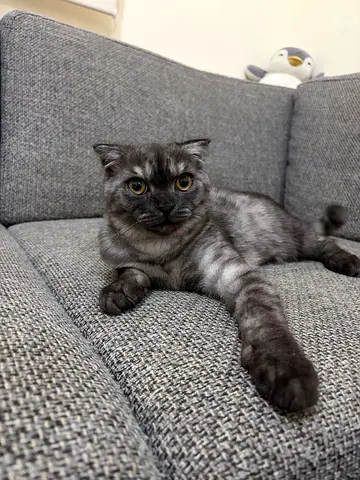 8 Months Scottish Fold for Adoption