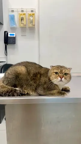 Scottish fold boy looking for forever home
