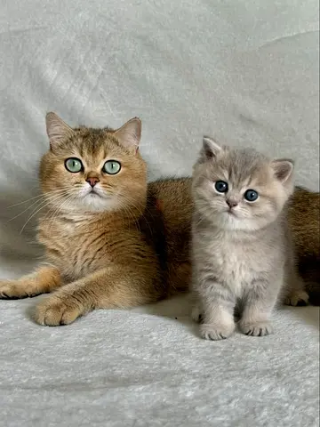 British longhair Kittens