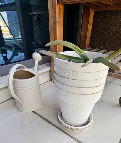 Free plant pots