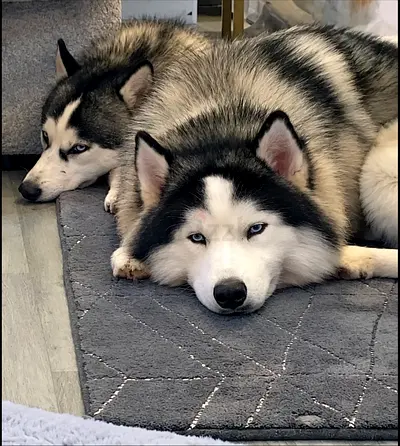 Two beautiful Siberian Huskies looking for a new home for contact only whats