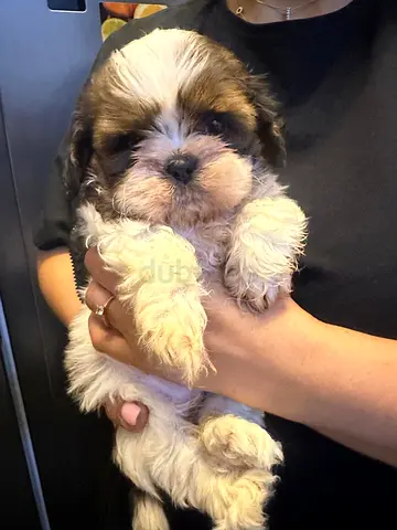 Cute Shih Tzu Puppy -  helathy and adorable Ready for New Home