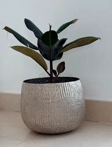 Healthy Rubber Plant (Ficus Elastica) with Designer Pot 🌿