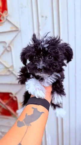Small black-and-white puppy available for adoption - friendly and playful