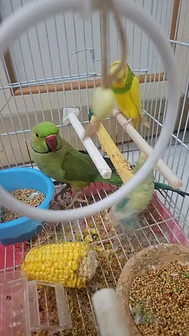 Indian ringneck parrot