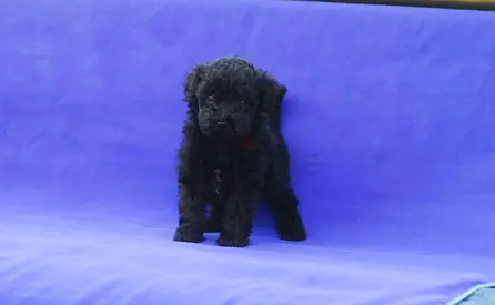 adorable puppy