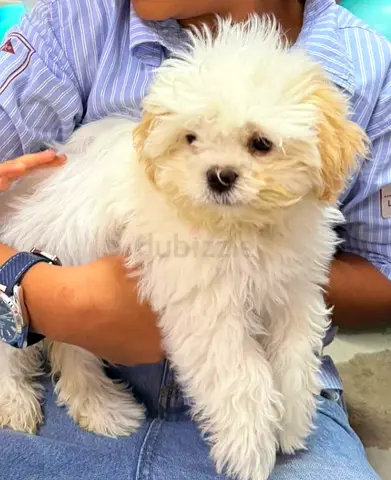 Pet