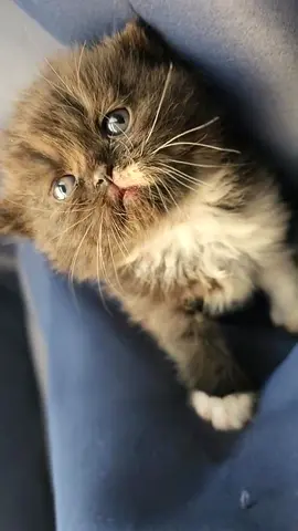 Oreo kitten persian male