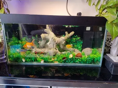 Glass Aquarium Tank with Filter, Plants