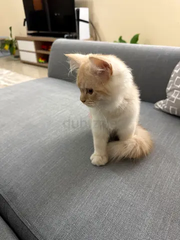 Young cream/white kitten available for rehoming