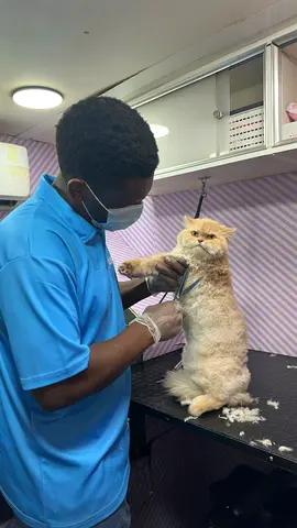 Looking to adopt a cat or kitten
