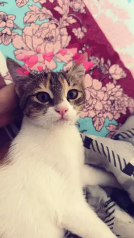 Free cat for adoption