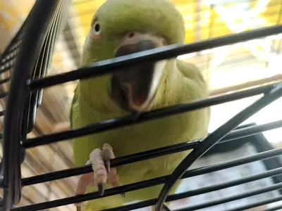 Indian Ring Neck Parrot for Adoption