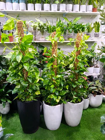 150cm Money Plant Air purifying– Large Indoor Plant for Home & Office