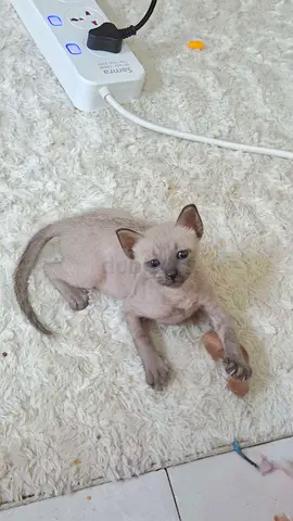 cat