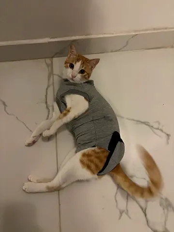 Cat rehoming