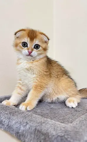 Golden Scottish Fold Kittens
