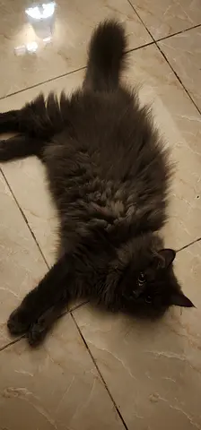 Nebelung Domestic long hair female