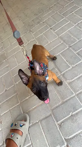 I have a 3-month-old Malinois dog.