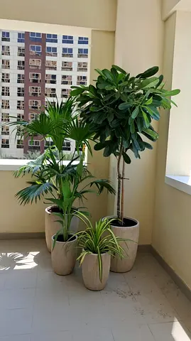 Set of 4 indoor potted plants (Frangipani.Levestonia.cana lily.spider plant) - healthy, ready