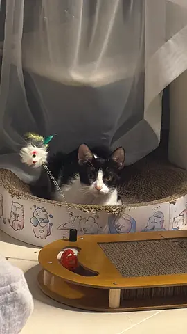 Coco is available for adoption — indoor, good with toys