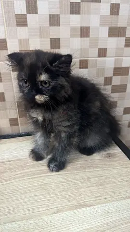 4 month-old Tortoiseshell Female Kitten - Friendly and Playful