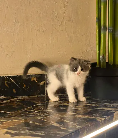 Kitten