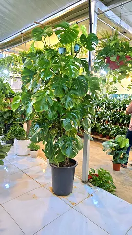 Large 2 meter monstera