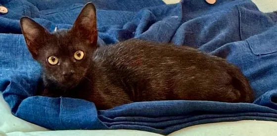 Kahloush- Male- free kitten adoption- read description