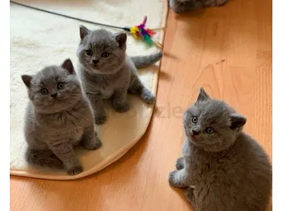 Purebred Kittens Ready for adoption