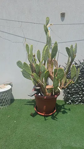 Large potted cactus (outdoor) - healthy, mature plant Bunny Ear 20 years old