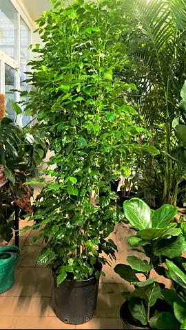 Large red machera 2 meter
