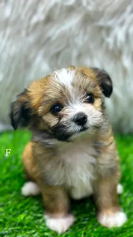 Adorable Small Havanese Puppy. 2 Months Old. Young, Healthy, and Playful. Male and Female.