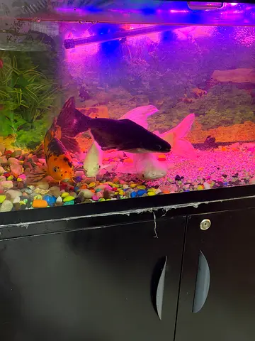 Aquarium with fish