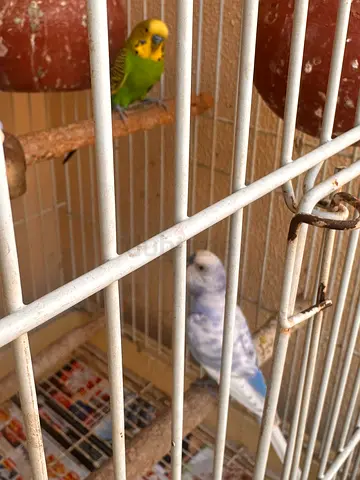 White Bird Cage with movable stand, 2 Budgies bird and accessories