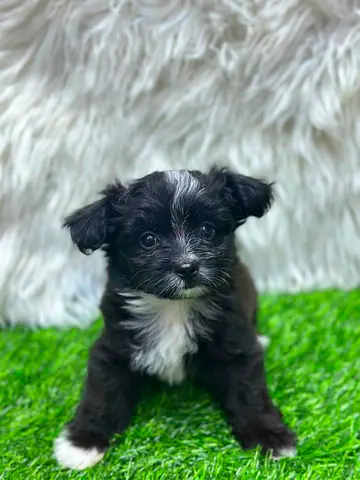 Small black-and-white breed puppy available friendly and playful