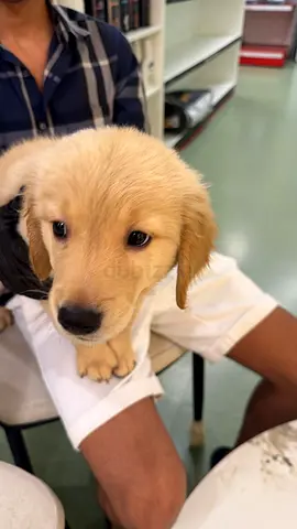 Puppy golden retriever female