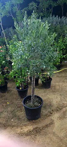 Olive tree 150cm