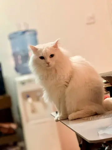 Turkish Angora