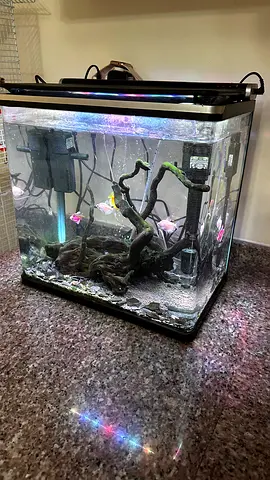 Fish aquarium with fishes