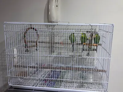 White metal bird cage with stainless steel stand