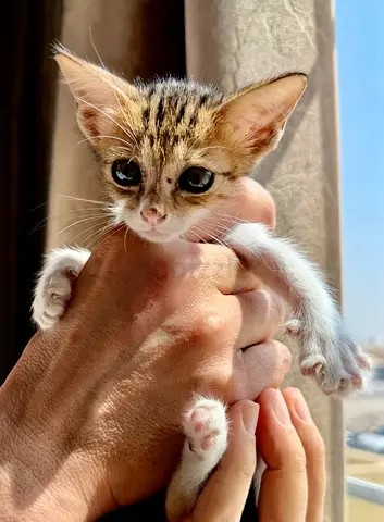 Nejma- female kitten- free adoption- read description