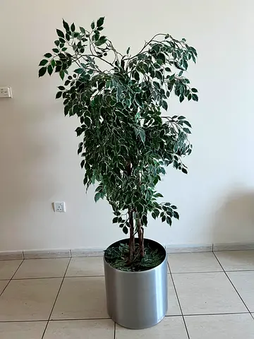 Large Variegated Ficus Artificial Tree with Silver Planter -