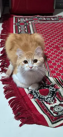 السليكون