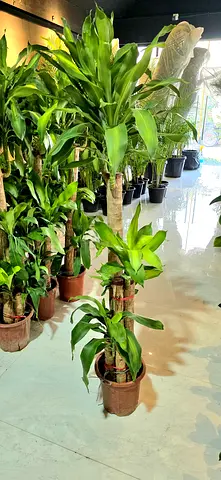 Dracaena 160cm