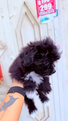 Small fluffy black-and-white puppy available for adoption