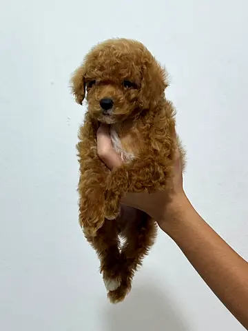 Tiny Reddish Toy Poodle Puppy, healthy and playful is looking for a new home